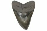 Fossil Megalodon Tooth - + Foot Prehistoric Shark #145244-1
